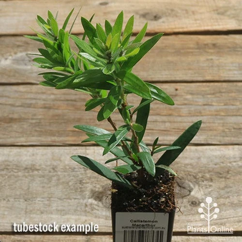 Callistemon Macarthur 9 Callistemon Macarthur - Image 9