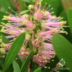 Callistemon Sweet Burst -Outdoor Garden Care apo callistemon sweet burst close