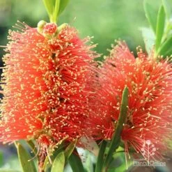 Callistemon Tangerine Dream 11 Callistemon Tangerine Dream -Outdoor Garden Care apo callistemon tangerine dream flowers