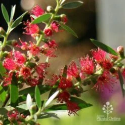 Callistemon Taree Pink -Outdoor Garden Care apo callistemon taree pink close2