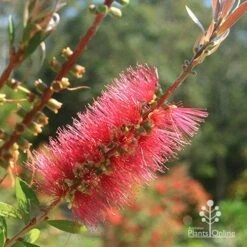 Callistemon Candy Burst -Outdoor Garden Care apo candy burst callistemon flower perfect