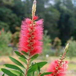 Callistemon Candy Burst -Outdoor Garden Care apo candy burst callsitemon bush flower