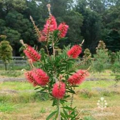 Callistemon Candy Burst -Outdoor Garden Care apo candy burst callsitemon bush winter