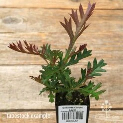 Grevillea Carpet Layer 12 Grevillea Carpet Layer -Outdoor Garden Care apo carpet layer grevillea tubestock