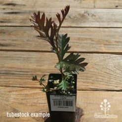 Grevillea Carpet Layer 19 Grevillea Carpet Layer -Outdoor Garden Care apo carpet layer tubestock