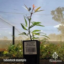 Ceratopetalum Alberys Red - Christmas Bush -Outdoor Garden Care apo ceratopetalum tubestock