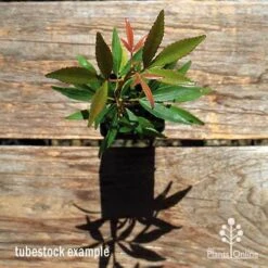 Ceratopetalum Shiraz - Christmas Bush 15 Ceratopetalum Shiraz - Christmas Bush -Outdoor Garden Care apo ceratopetalum tubestock top