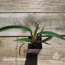 Dianella Cherry Red -Outdoor Garden Care apo cherry red tubestock top