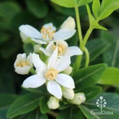 Choisya - Mexican Orange Blossom -Outdoor Garden Care apo choisya flowers