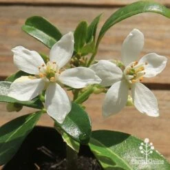 Choisya - Mexican Orange Blossom -Outdoor Garden Care apo choisya flowers up close