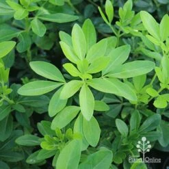 Choisya - Mexican Orange Blossom -Outdoor Garden Care apo choisya foliage