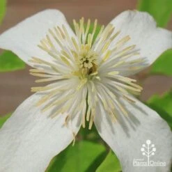 Clematis Montana Alba 15 Clematis Montana Alba -Outdoor Garden Care apo clematis alba flower centre
