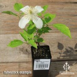 Clematis Montana Alba 19 Clematis Montana Alba -Outdoor Garden Care apo clematis alba tubestock flowering