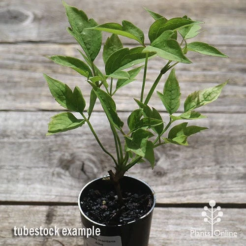 Clematis Montana Alba 8 Clematis Montana Alba - Image 8