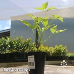 Clematis Montana Alba 20 Clematis Montana Alba -Outdoor Garden Care apo clematis white tubestock