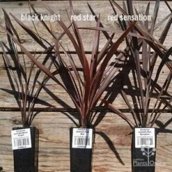 Cordyline Australis Red Sensation -Outdoor Garden Care apo cordyline australis comparison 1 1