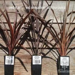 Cordyline Australis Red Sensation -Outdoor Garden Care apo cordyline australis comparison 2 1