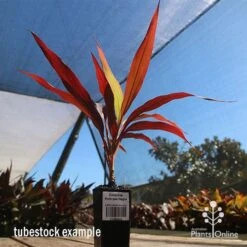 Cordyline Fruticosa Negra -Outdoor Garden Care apo cordyline negra tubestock blue sky