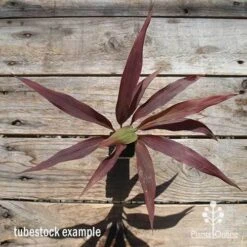 Cordyline Fruticosa Negra -Outdoor Garden Care apo cordyline negra tubestock top