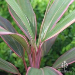 Cordyline Fruticosa Pink Diamond