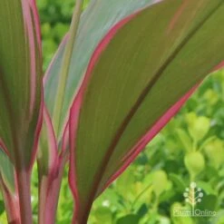 Cordyline Fruticosa Pink Diamond -Outdoor Garden Care apo cordyline pink diamond under leaf