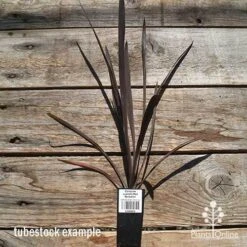 Cordyline Australis Red Sensation -Outdoor Garden Care apo cordyline red sensation tubestock