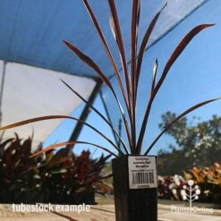 Cordyline Australis Red Sensation -Outdoor Garden Care apo cordyline red sensation tubestock nursery