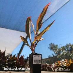 Cordyline Fruticosa Rubra -Outdoor Garden Care apo cordyline rubra tubestock nursery