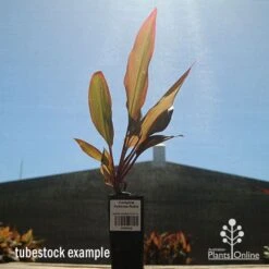 Cordyline Fruticosa Rubra -Outdoor Garden Care apo cordyline rubra tubestock sun