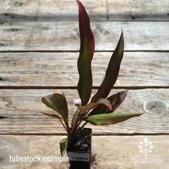 Cordyline Fruticosa Rubra -Outdoor Garden Care apo cordyline rubra tubestock top