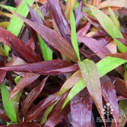 Cordyline Fruticosa Negra -Outdoor Garden Care apo cordylne negra colours