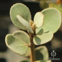 Correa Alba 7 Correa Alba -Outdoor Garden Care apo correa alba foliage