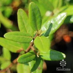 Correa Dinner Bells -Outdoor Garden Care apo correa dinner bells foliage