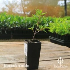 Correa Dusky Bells -Outdoor Garden Care apo correa dusky bells