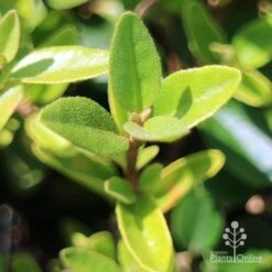 Correa Dusky Bells -Outdoor Garden Care apo correa dusky bells foliage