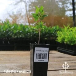 Correa Dusky Bells -Outdoor Garden Care apo correa dusky bells tubestock