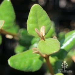 Correa Marian's Marvel 26 Correa Marian's Marvel -Outdoor Garden Care apo correa marians marvel foliage