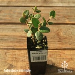 Correa Marian's Marvel 16 Correa Marian's Marvel -Outdoor Garden Care apo correa marians marvel tubestock