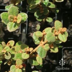Correa Nummulariifolia - Roundleaf Correa 14 Correa Nummulariifolia - Roundleaf Correa -Outdoor Garden Care apo correa nummularia foliage