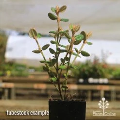 Correa Nummulariifolia - Roundleaf Correa 12 Correa Nummulariifolia - Roundleaf Correa -Outdoor Garden Care apo correa nummularifolia tubestock