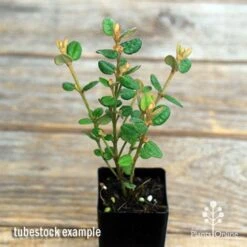 Correa Nummulariifolia - Roundleaf Correa 10 Correa Nummulariifolia - Roundleaf Correa -Outdoor Garden Care apo correa nummularifolia tubestock top