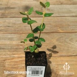 Correa Nummulariifolia - Roundleaf Correa 15 Correa Nummulariifolia - Roundleaf Correa -Outdoor Garden Care apo correa nummulariifolia tubestock