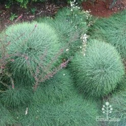 Casuarina Cousin It -Outdoor Garden Care apo cousin its from above