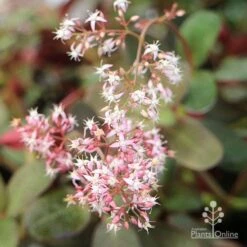 Crassula Purple Dragon - Fairy Crassula -Outdoor Garden Care apo crassula purple dragon flower cluster large