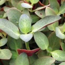 Crassula Purple Dragon - Fairy Crassula -Outdoor Garden Care apo crassula purple dragon green