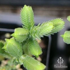 Crassula - Watchchain, Rat Tail Succulent 11 Crassula - Watchchain, Rat Tail Succulent -Outdoor Garden Care apo crassula watch chain close