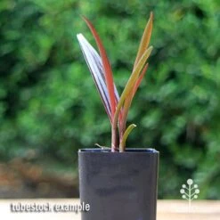 Crinum Wine Time - Swamp Lily -Outdoor Garden Care apo crinum wine time tubestock