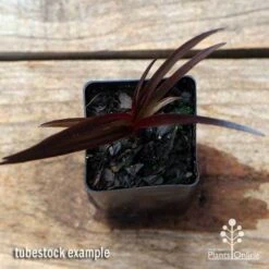 Crinum Wine Time - Swamp Lily -Outdoor Garden Care apo crinum wine time tubestock top