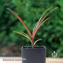 Crinum Wine Time - Swamp Lily -Outdoor Garden Care apo crinum wine time tubestock2