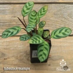 Ctenanthe Burle Marxii -Outdoor Garden Care apo ctenanthe burle marx tubestock top
